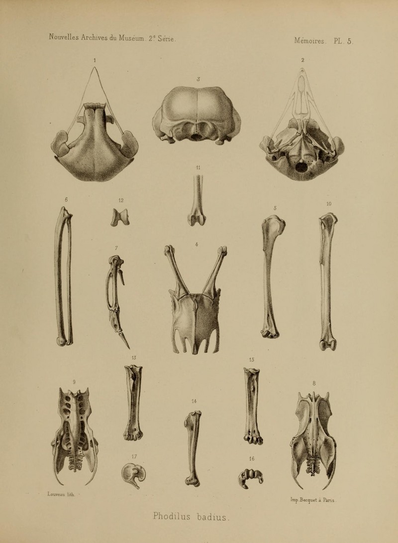 Nouvelles archives du Muséum d'histoire naturelle (Pl. 5) (7368385812).jpg