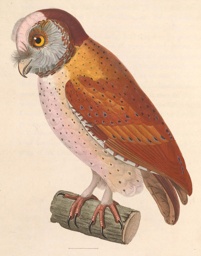 Phodilus badius 1838.jpg