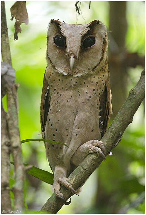 Ceylon Bay Owl Abhilash Arjunan - Sri Lanka bay owl (Phodilus assimilis).jpg