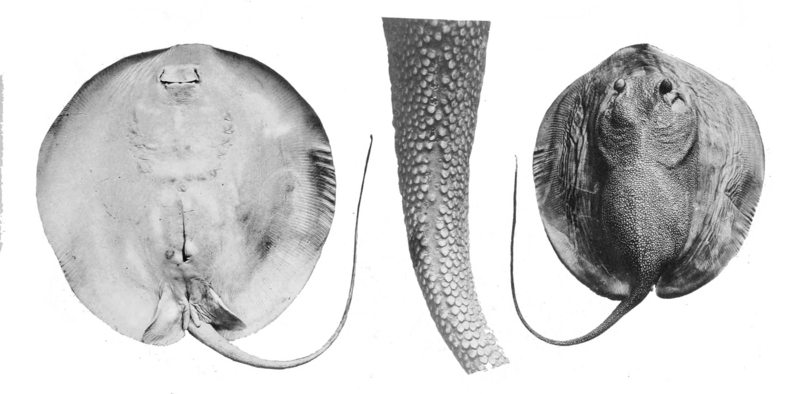 Urogymnus asperrimus 1909.jpg