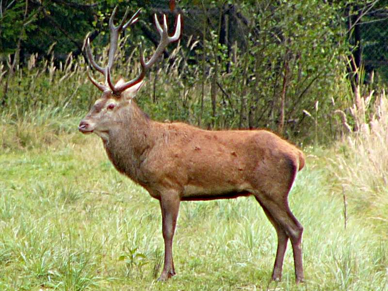 Rothirsch - Central European red deer (Cervus elaphus hippelaphus).jpg