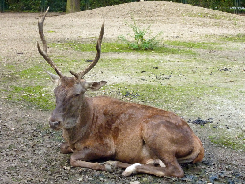 Cervus elaphus barbarus, Tierpark Berlin, 523-629 - Barbary stag, Atlas deer (Cervus elaphus barbarus).jpg