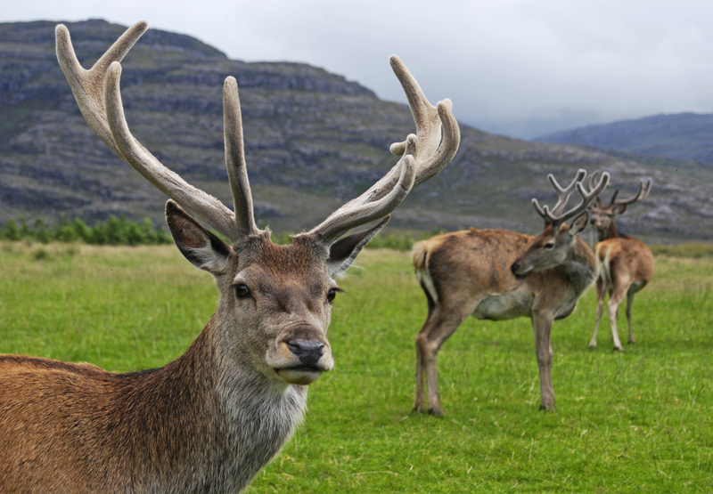 Red.Deer.Stag - Scottish red deer (Cervus elaphus scoticus).jpg