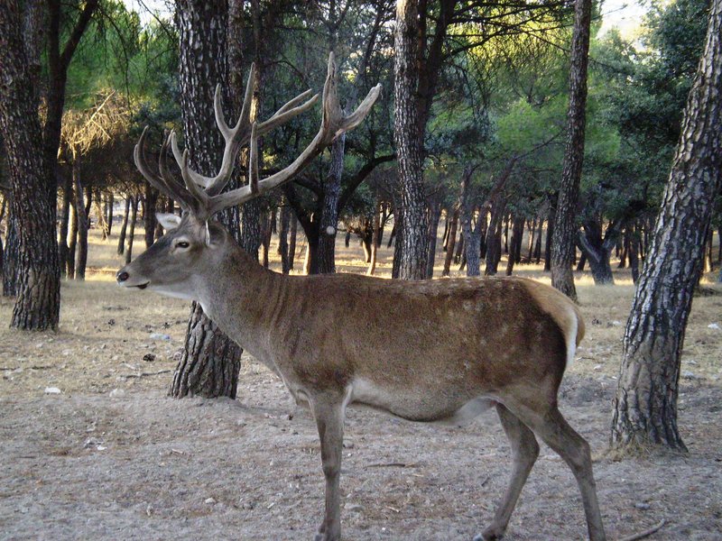 El Pardo ciervo - Iberian red deer (Cervus elaphus hispanicus).jpg
