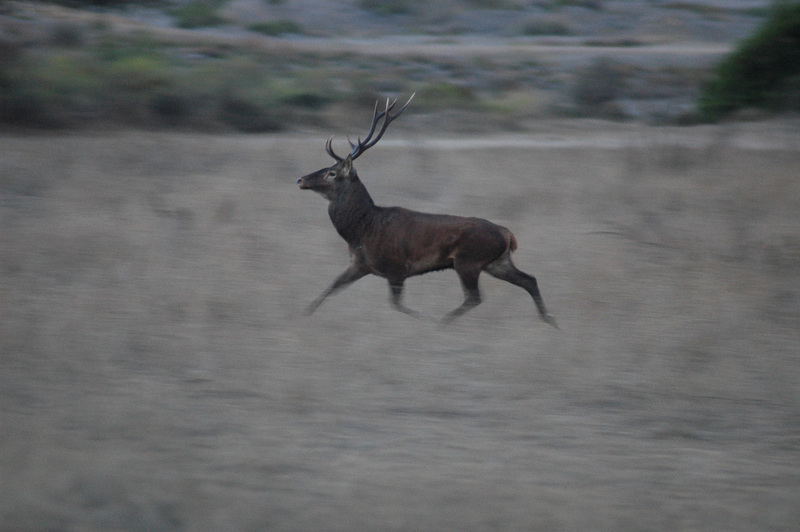 Cervo.Montevecchio - Corsican red deer (Cervus elaphus corsicanus).jpg