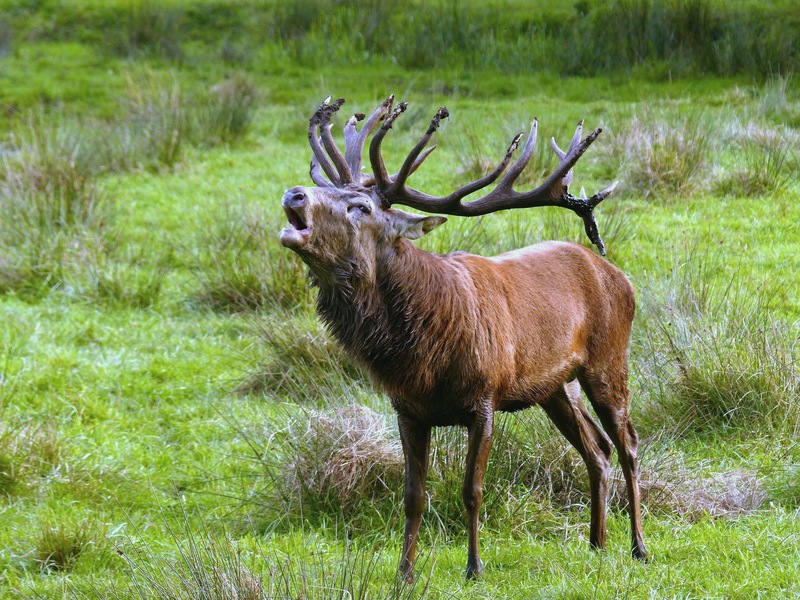 Brunft Naturerlebnisraum Wildpark Eekholt SH - red deer (Cervus elaphus).JPG