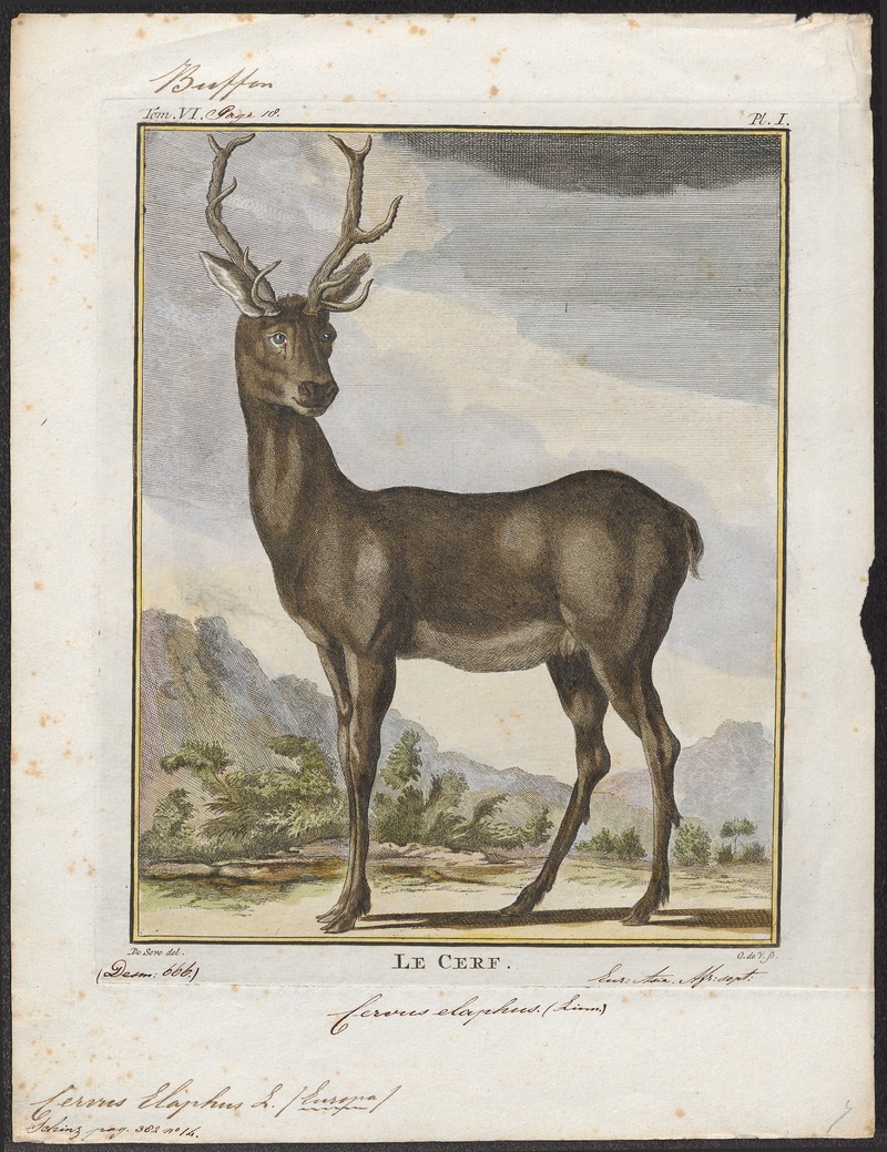 Cervus elaphus - 1700-1880 - Print - Iconographia Zoologica - Special Collections University of Amsterdam - UBA01 IZ21500212.jpg