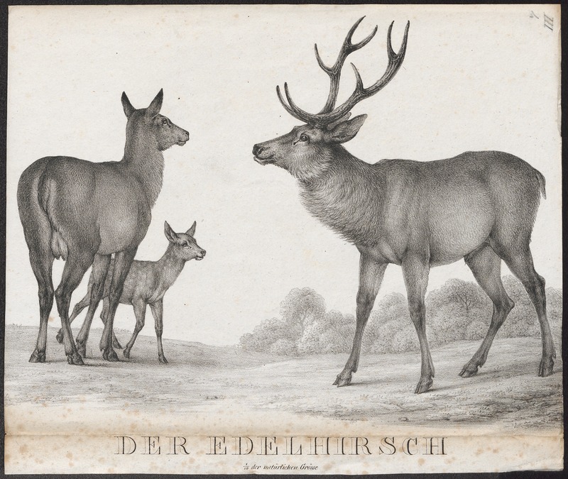Cervus elaphus - 1700-1880 - Print - Iconographia Zoologica - Special Collections University of Amsterdam - UBA01 IZ21500214.jpg