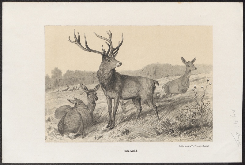 Cervus elaphus - 1700-1880 - Print - Iconographia Zoologica - Special Collections University of Amsterdam - UBA01 IZ21500232.jpg