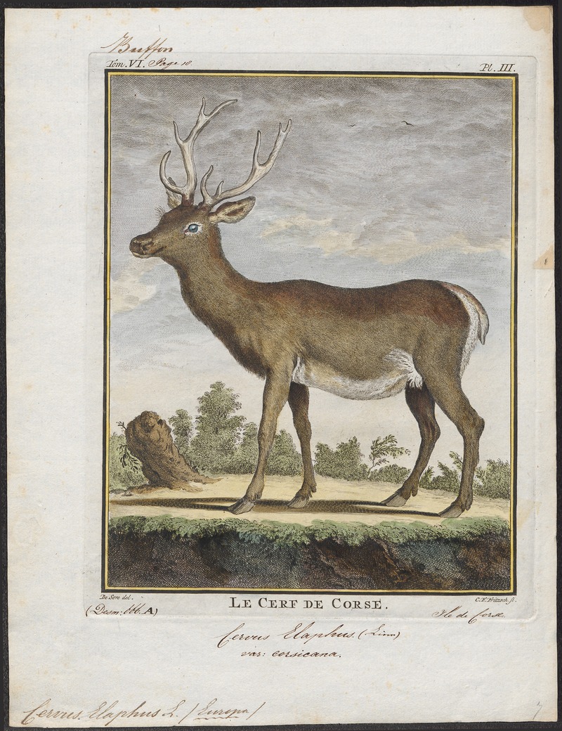 Cervus elaphus - 1700-1880 - Print - Iconographia Zoologica - Special Collections University of Amsterdam - UBA01 IZ21500234.jpg