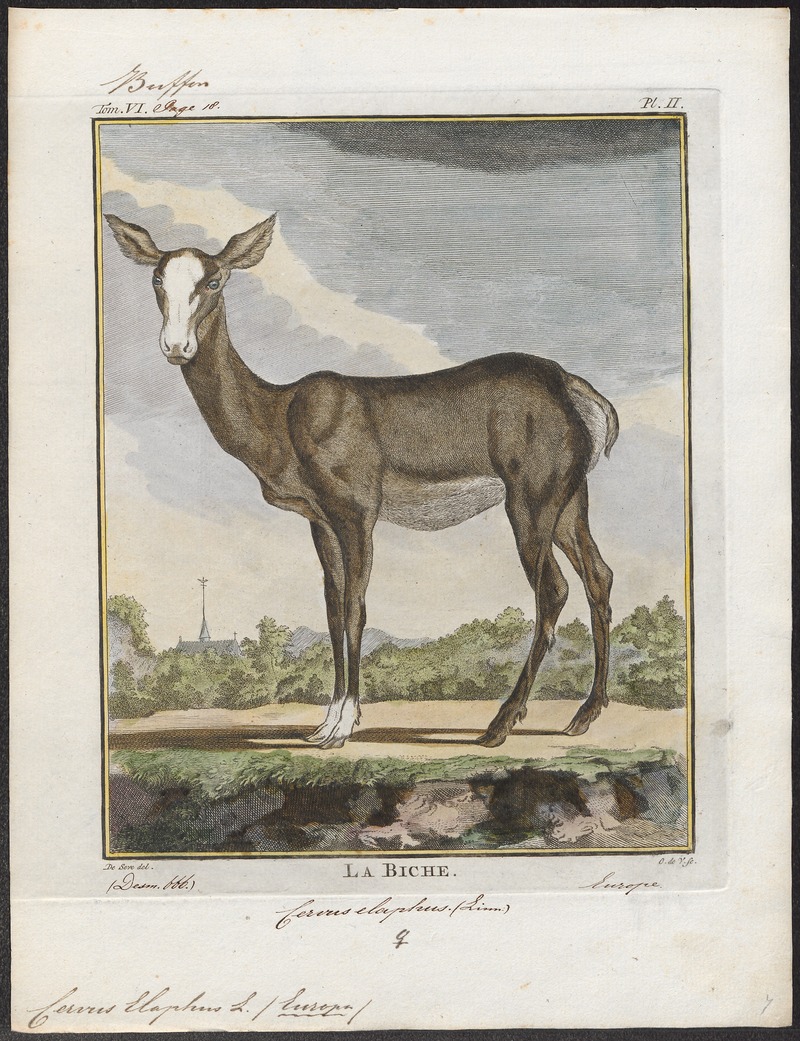 Cervus elaphus - 1700-1880 - Print - Iconographia Zoologica - Special Collections University of Amsterdam - UBA01 IZ21500236.jpg