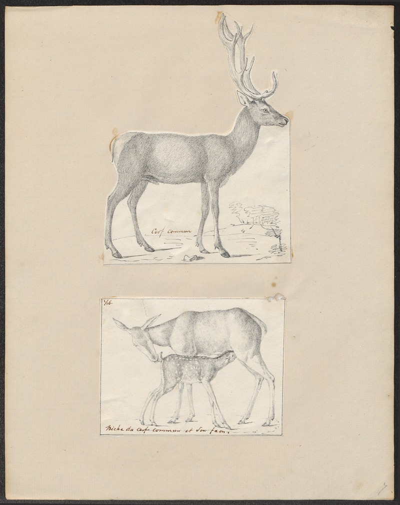 Cervus elaphus - 1700-1880 - Print - Iconographia Zoologica - Special Collections University of Amsterdam - UBA01 IZ21500240.jpg