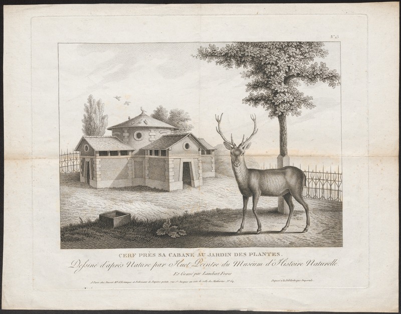 Cervus elaphus - 1700-1880 - Print - Iconographia Zoologica - Special Collections University of Amsterdam - UBA01 IZ21500244.jpg