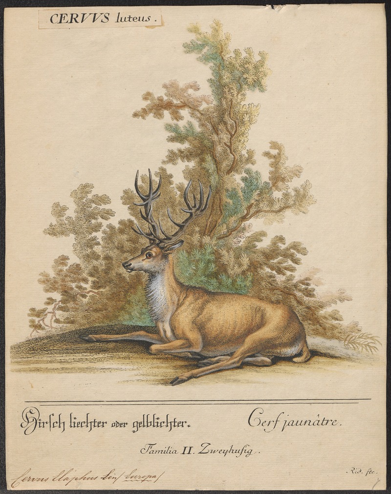 Cervus elaphus - 1700-1880 - Print - Iconographia Zoologica - Special Collections University of Amsterdam - UBA01 IZ21500260.jpg