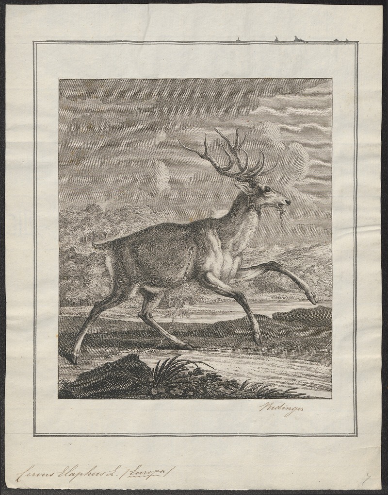 Cervus elaphus - 1700-1880 - Print - Iconographia Zoologica - Special Collections University of Amsterdam - UBA01 IZ21500266.jpg