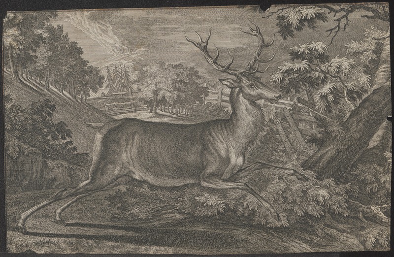 Cervus elaphus - 1700-1880 - Print - Iconographia Zoologica - Special Collections University of Amsterdam - UBA01 IZ21500268.jpg