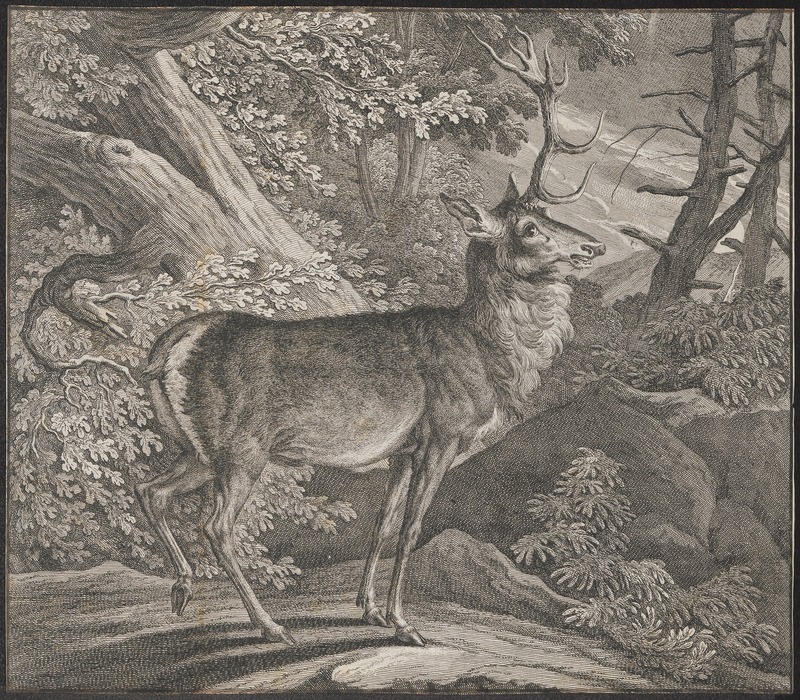 Cervus elaphus - 1700-1880 - Print - Iconographia Zoologica - Special Collections University of Amsterdam - UBA01 IZ21500270.jpg