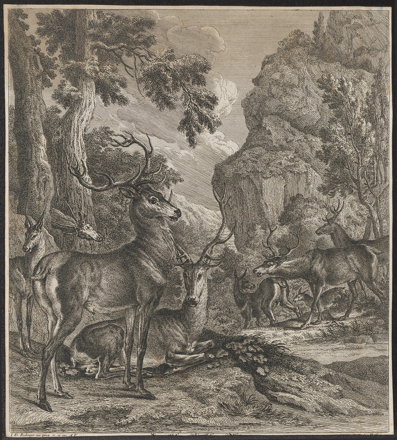 Cervus elaphus - 1700-1880 - Print - Iconographia Zoologica - Special Collections University of Amsterdam - UBA01 IZ21500272.jpg