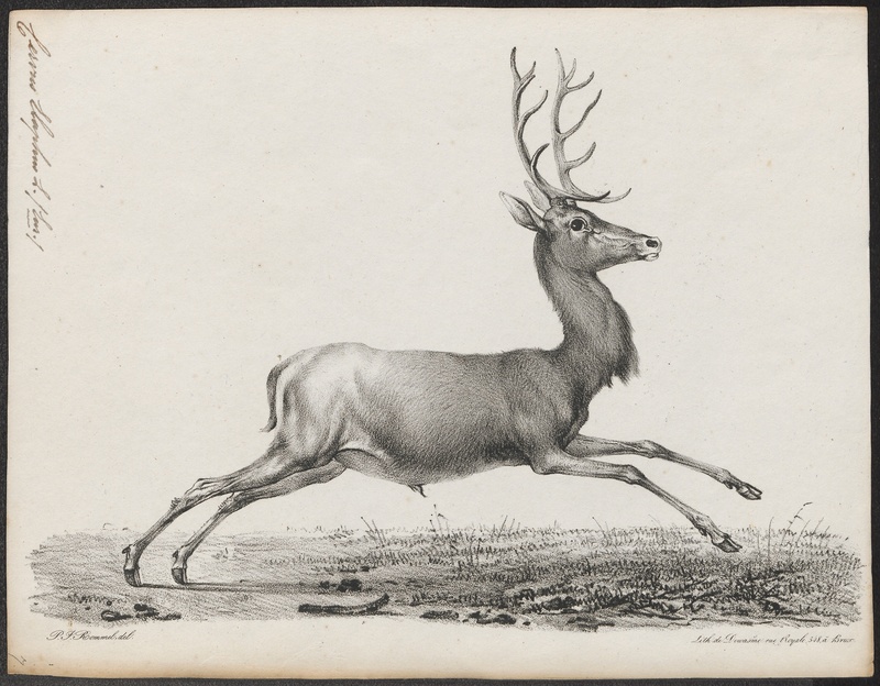 Cervus elaphus - 1700-1880 - Print - Iconographia Zoologica - Special Collections University of Amsterdam - UBA01 IZ21500276.jpg