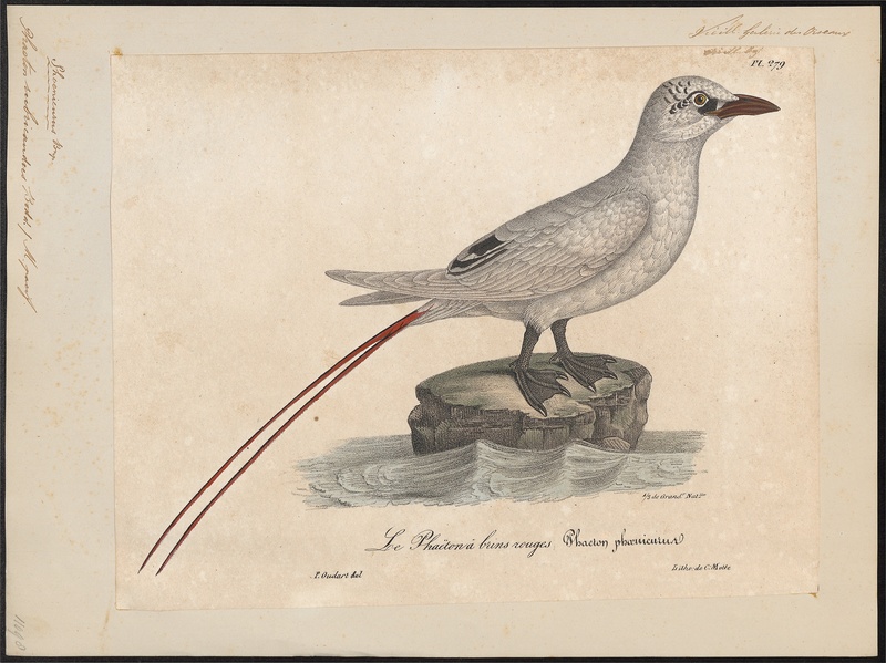 Phaëton rubricaudus - 1825-1834 - Print - Iconographia Zoologica - Special Collections University of Amsterdam - UBA01 IZ18000015.jpg