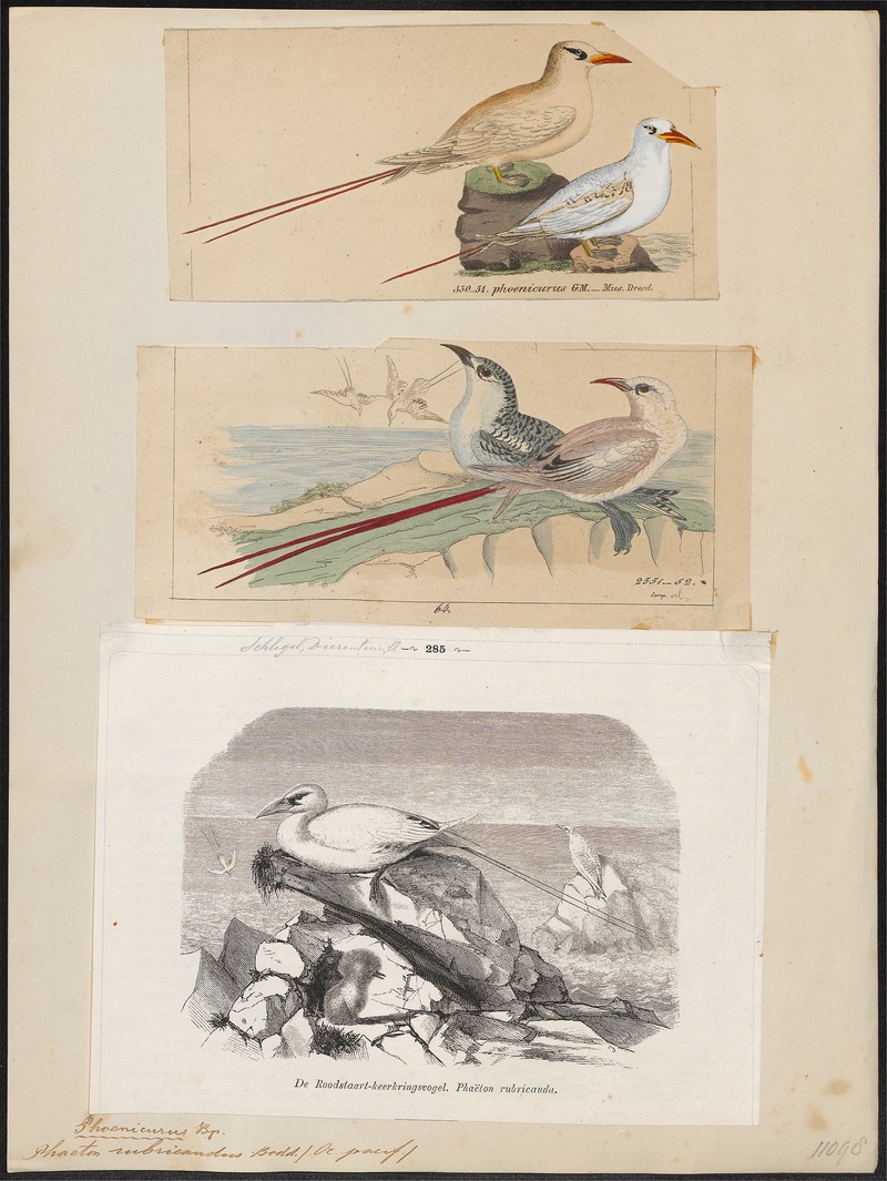 Phaëton rubricaudus - 1700-1880 - Print - Iconographia Zoologica - Special Collections University of Amsterdam - UBA01 IZ18000017.jpg