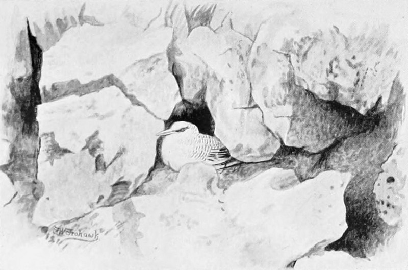 Phaethon aethereus 1899.jpg