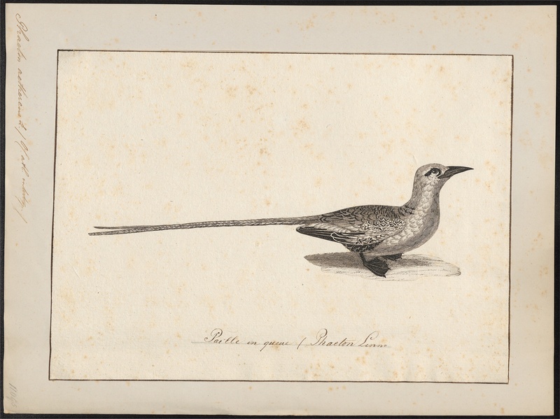 Phaeton aethereus - 1700-1880 - Print - Iconographia Zoologica - Special Collections University of Amsterdam - UBA01 IZ18000003.jpg