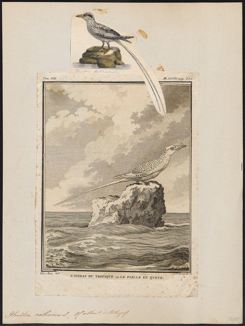 Phaeton aethereus - 1700-1880 - Print - Iconographia Zoologica - Special Collections University of Amsterdam - UBA01 IZ18000005.jpg