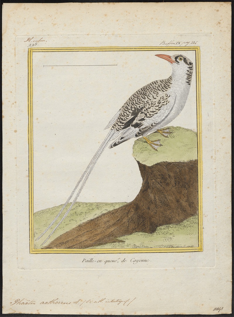 Phaëton aethereus - 1700-1880 - Print - Iconographia Zoologica - Special Collections University of Amsterdam - UBA01 IZ18000001.jpg