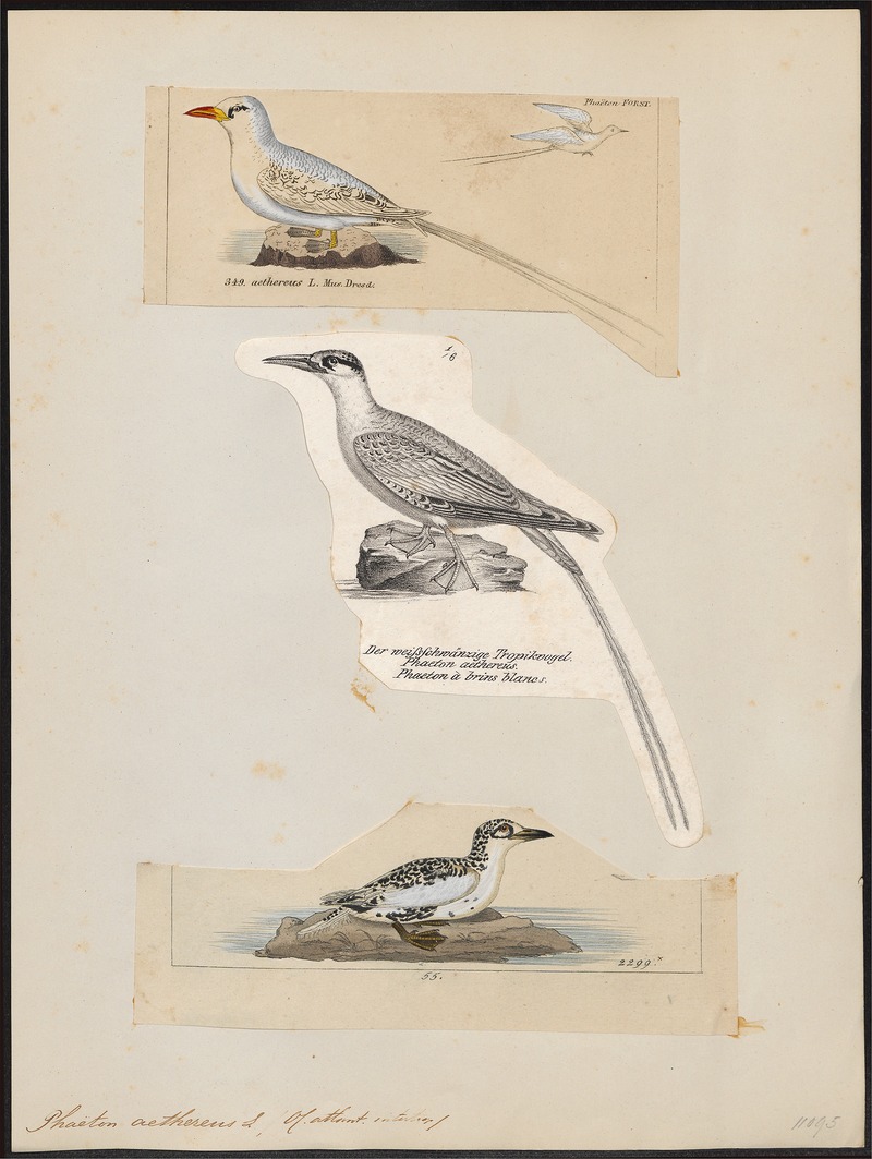 Phaëton aethereus - 1700-1880 - Print - Iconographia Zoologica - Special Collections University of Amsterdam - UBA01 IZ18000007.jpg