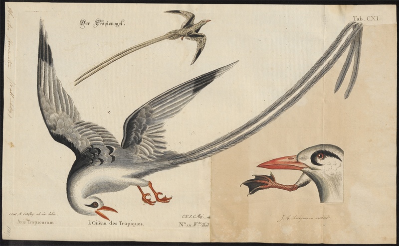 Phaëton flavirostris - 1700-1880 - Print - Iconographia Zoologica - Special Collections University of Amsterdam - UBA01 IZ18000013.jpg