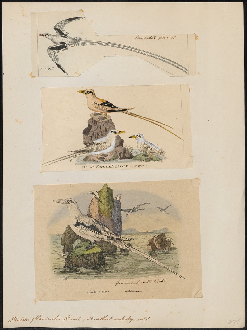 Phaëton flavirostris - 1700-1880 - Print - Iconographia Zoologica - Special Collections University of Amsterdam - UBA01 IZ18000011.jpg