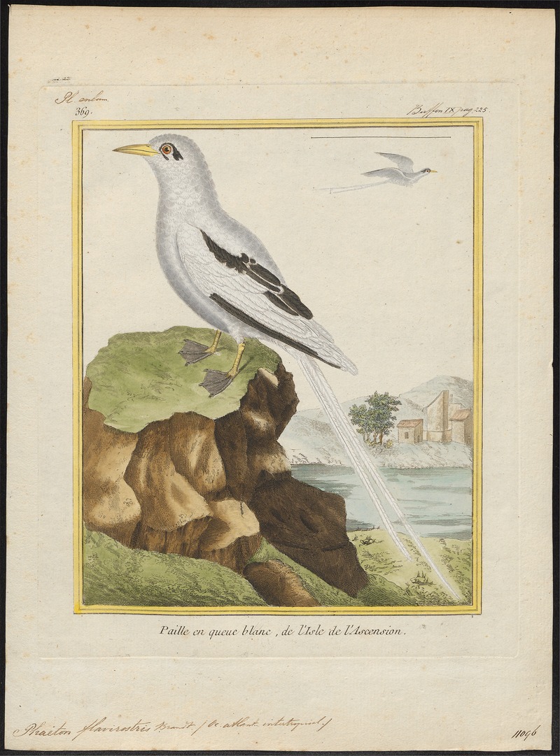 Phaeton flavirostris - 1700-1880 - Print - Iconographia Zoologica - Special Collections University of Amsterdam - UBA01 IZ18000009.jpg