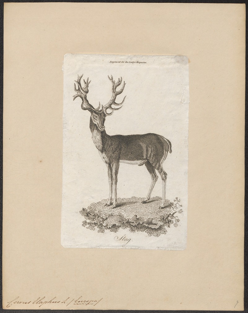 Cervus elaphus - 1770-1837 - Print - Iconographia Zoologica - Special Collections University of Amsterdam - UBA01 IZ21500274.jpg