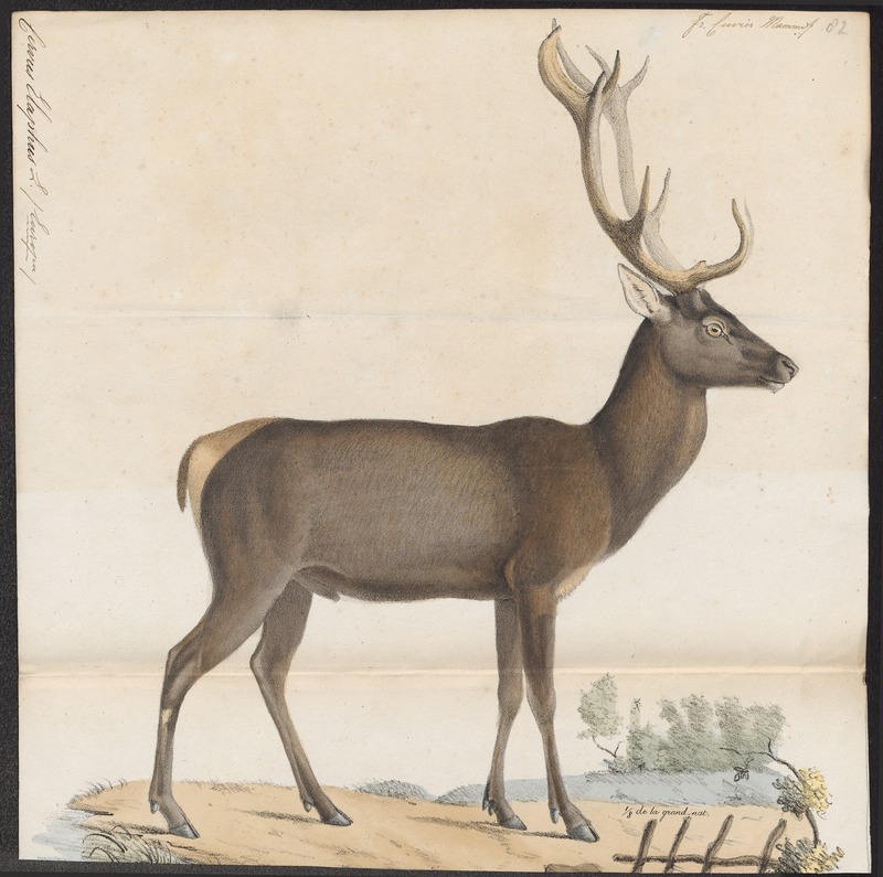 Cervus elaphus - 1818-1842 - Print - Iconographia Zoologica - Special Collections University of Amsterdam - UBA01 IZ21500238.jpg