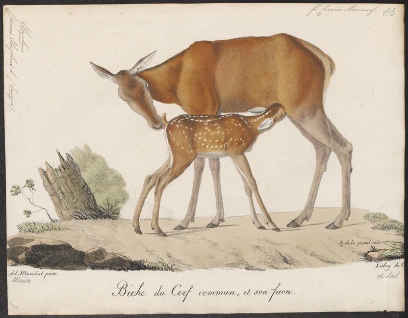 Cervus elaphus - 1818-1842 - Print - Iconographia Zoologica - Special Collections University of Amsterdam - UBA01 IZ21500242.jpg