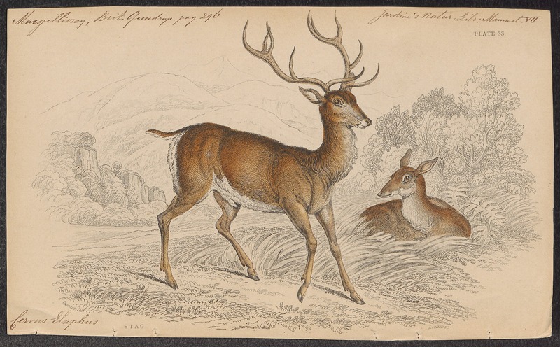 Cervus elaphus - 1838-1860 - Print - Iconographia Zoologica - Special Collections University of Amsterdam - UBA01 IZ21500216.jpg