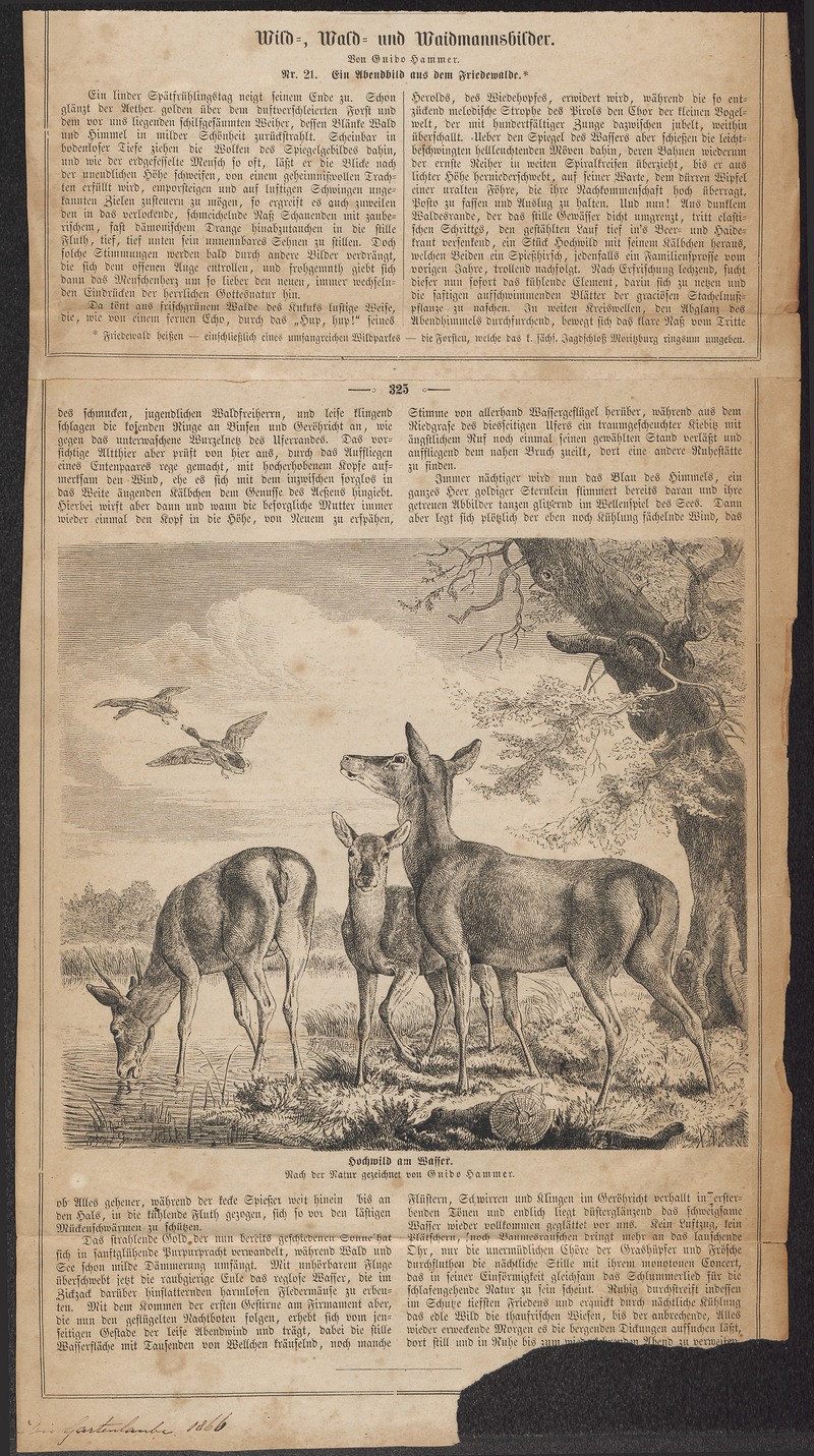 Cervus elaphus - 1866 - Print - Iconographia Zoologica - Special Collections University of Amsterdam - UBA01 IZ21500218.jpg