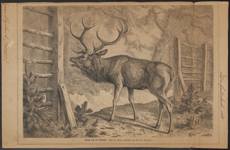 Cervus elaphus - 1868 - Print - Iconographia Zoologica - Special Collections University of Amsterdam - UBA01 IZ21500258.jpg