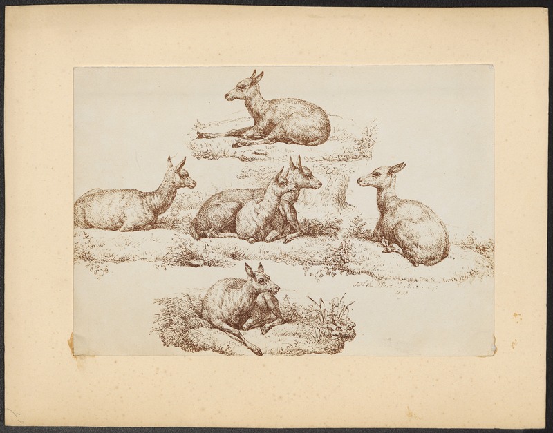 Cervus elaphus - 1869 - Print - Iconographia Zoologica - Special Collections University of Amsterdam - UBA01 IZ21500246.jpg