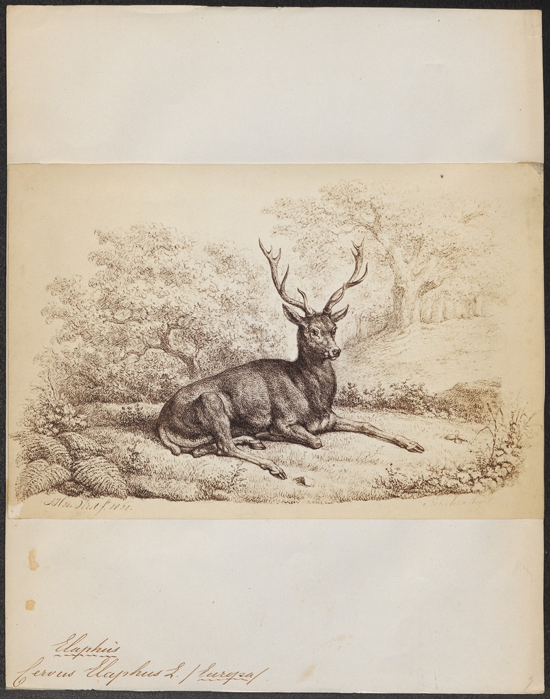 Cervus elaphus - 1869 - Print - Iconographia Zoologica - Special Collections University of Amsterdam - UBA01 IZ21500248.jpg
