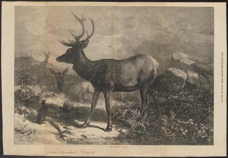 Cervus elaphus - 1871 - Print - Iconographia Zoologica - Special Collections University of Amsterdam - UBA01 IZ21500254.jpg