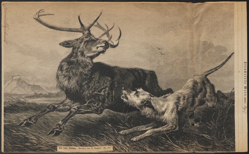 Cervus elaphus - 1878 - Print - Iconographia Zoologica - Special Collections University of Amsterdam - UBA01 IZ21500250.jpg