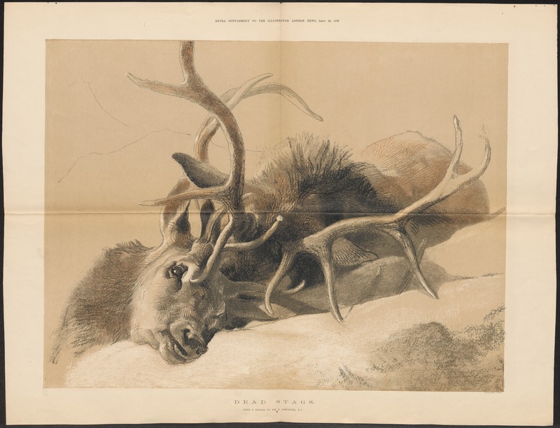 Cervus elaphus - kop - 1876 - Print - Iconographia Zoologica - Special Collections University of Amsterdam - UBA01 IZ21500264.jpg