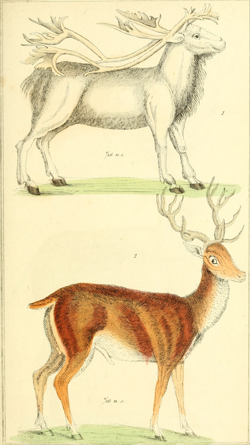 The animal kingdom, arranged according to its organization, serving as a foundation for the natural history of animals - and an introduction to comparative anatomy (1834) (17574474834).jpg