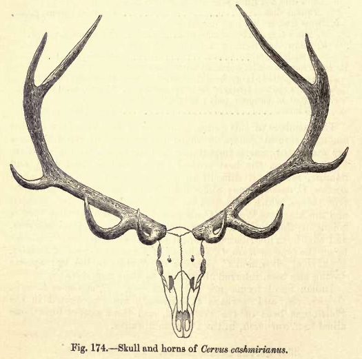 1. antlers cashmirianus.png