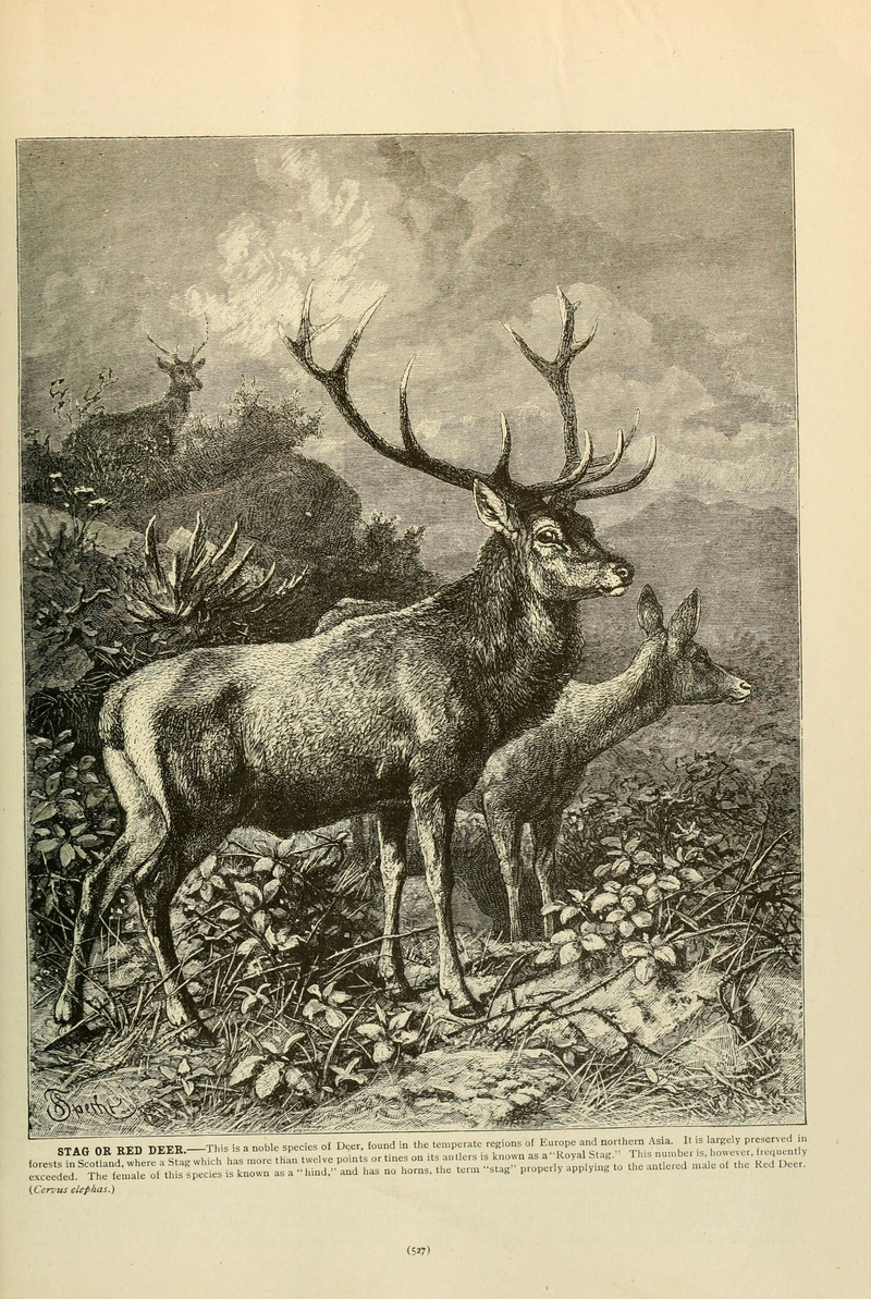 Brehm's Life of animals (Page 527) (6220176879).jpg