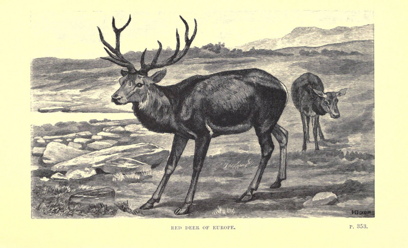 Wild beasts and their ways (Plate 26) (6505691301).jpg