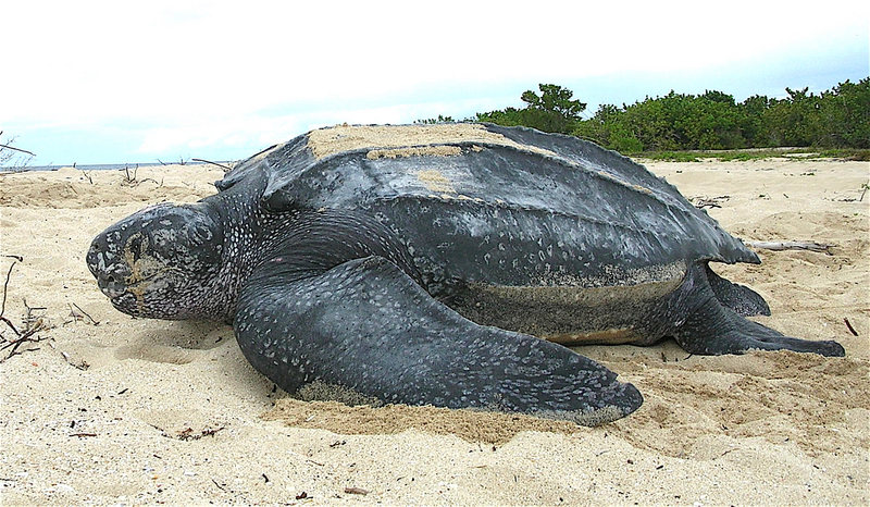 Leatherback sea turtle Tinglar, USVI (5839996547) - leatherback sea turtle (Dermochelys coriacea).jpg
