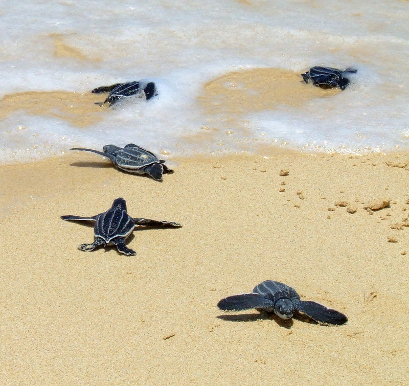 Leatherbacks crawling to the sea.jpg